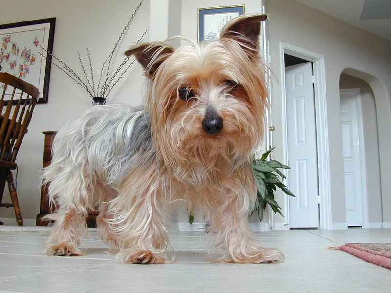 yorkshire terrier dog