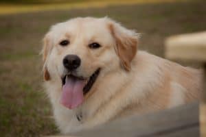 golden pyrenees dog breed