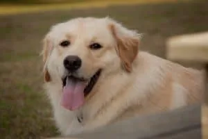 golden pyrenees dog breed
