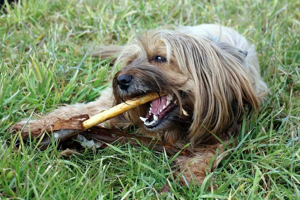 dog bad breath
