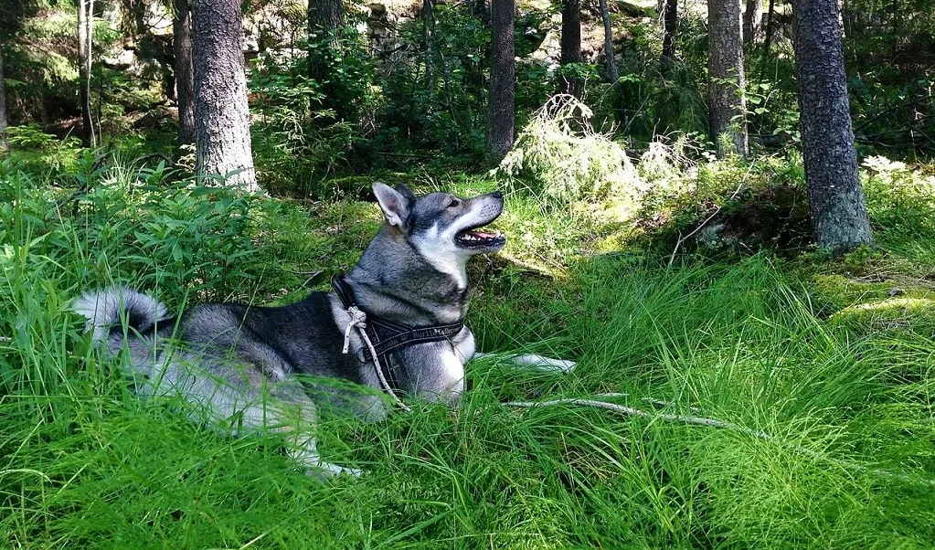 swedish elkhound jamthund