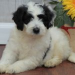 golden mountain doodle dog