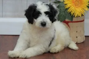 golden mountain doodle dog
