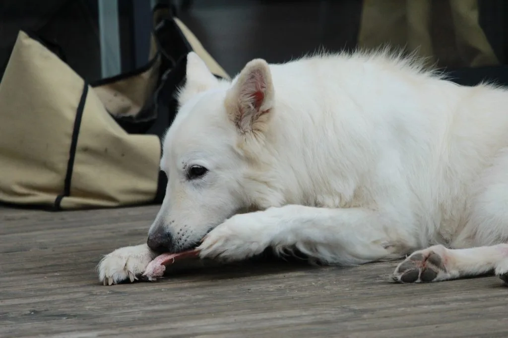 raw meat for dogs
