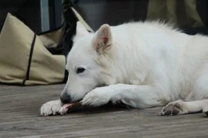 raw meat for dogs