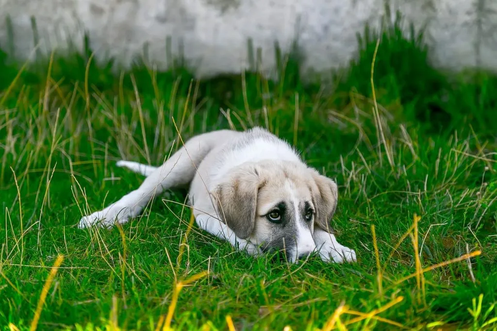 ways to calm your dog