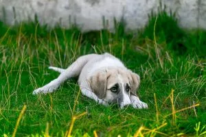 ways to calm your dog