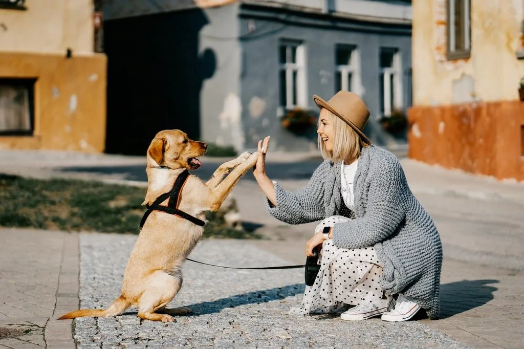 dog care tips UK