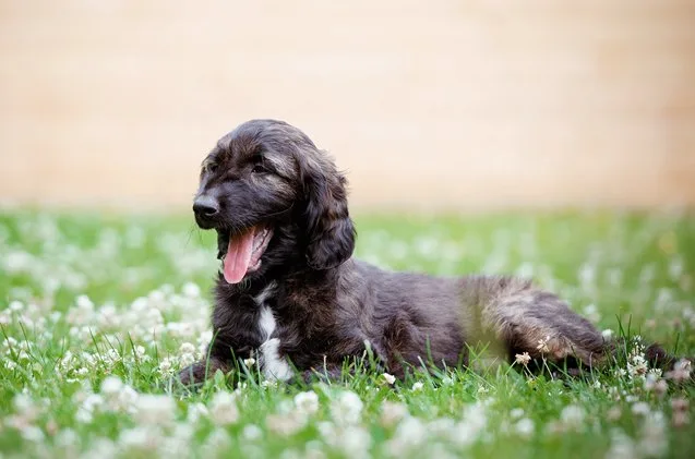 afador dog breed