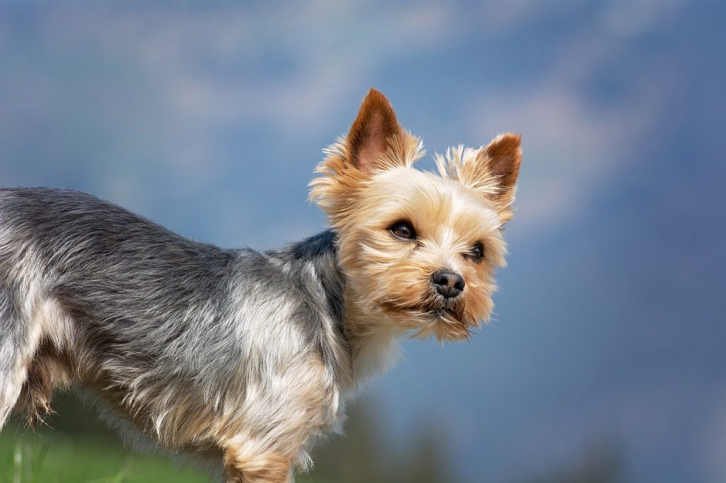 Yorkshire terrier dog breed yorkie dog