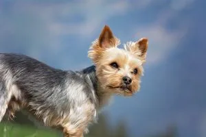 Yorkshire terrier dog breed yorkie dog