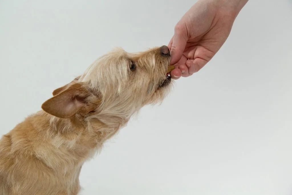 dog supplements