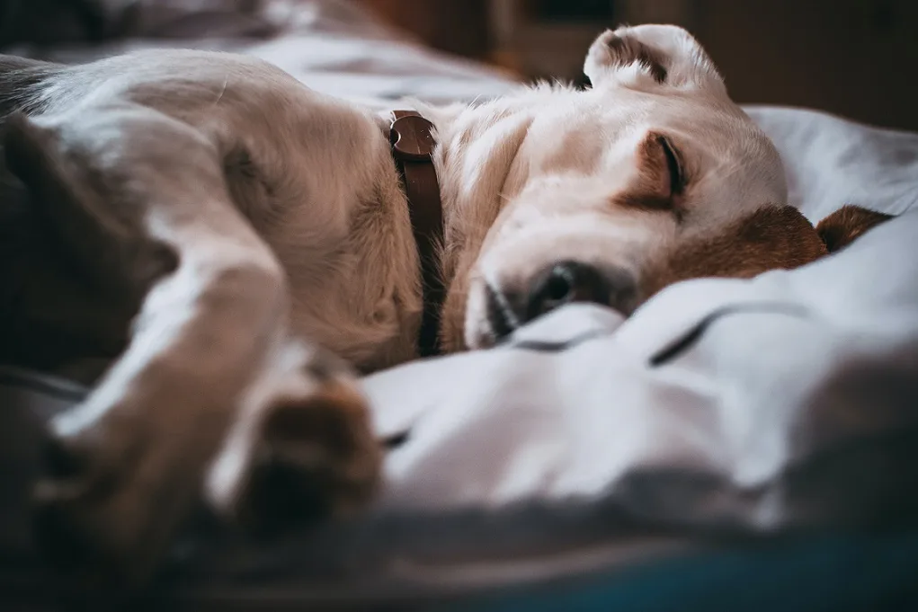 common puppy health issues