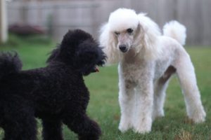 Moyen Poodle dog