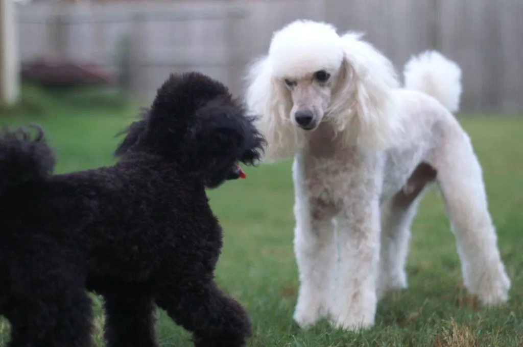 Moyen Poodle dog