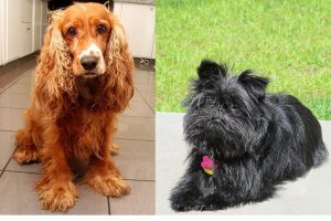 affen spaniel dog breed