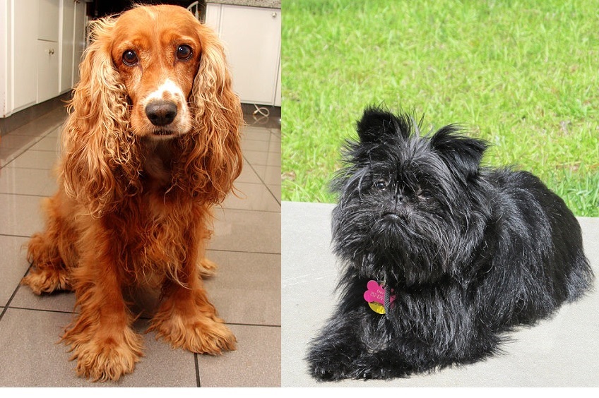 affen spaniel dog breed