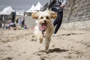 cavapoochon dog breed info