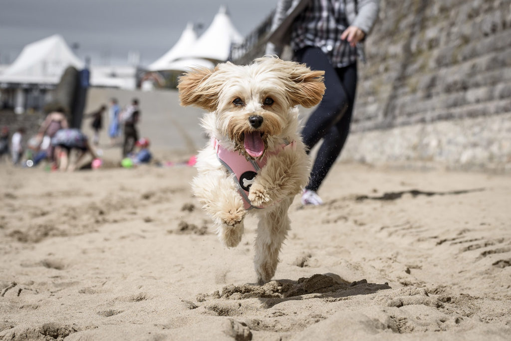 cavapoochon dog breed info
