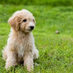 best goldendoodle breeders nh