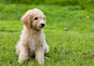 best goldendoodle breeders nh