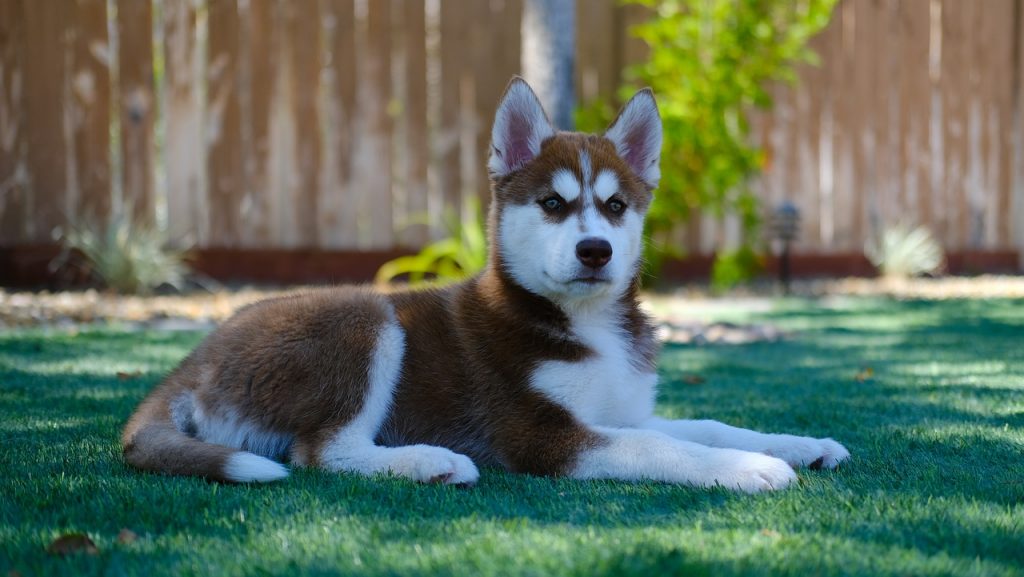 Siberian Husky dog breed info