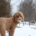 australian labradoodle breeders new hampshire