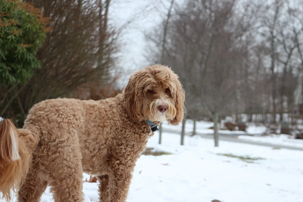 australian labradoodle breeders new hampshire