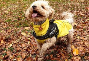 full grown adult cavapoochon