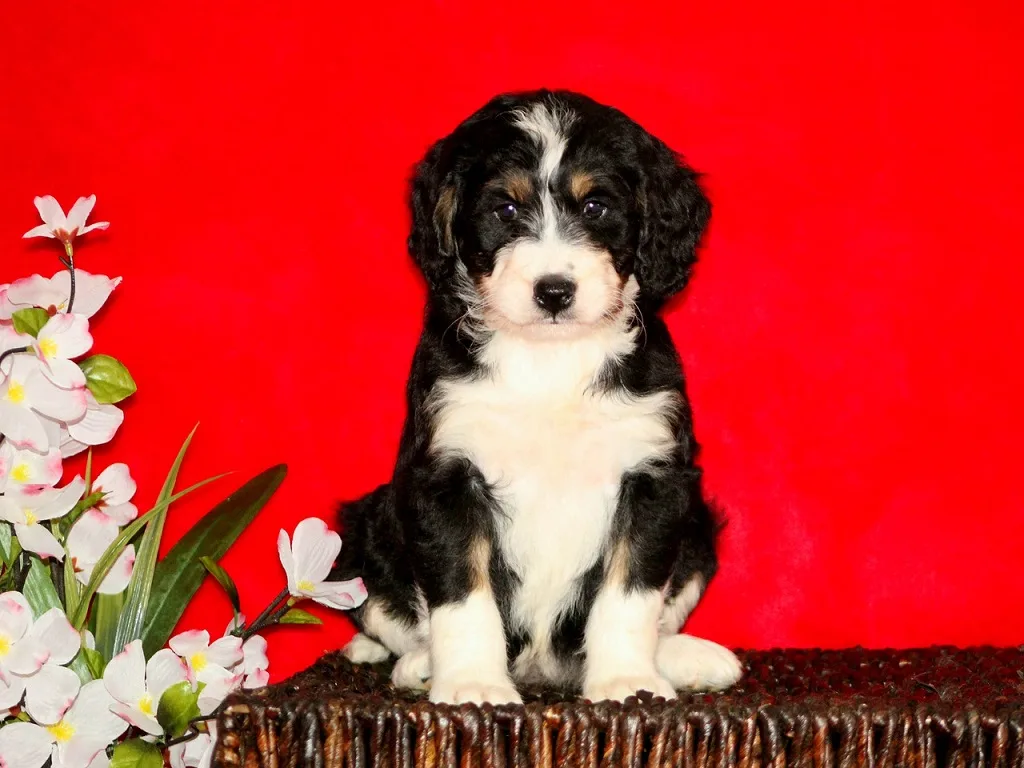 Bernedoodle breeders in kentucky