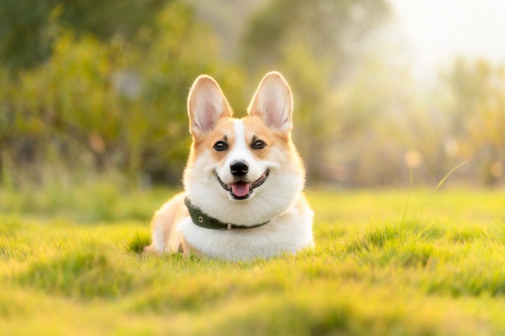 popular corgi names
