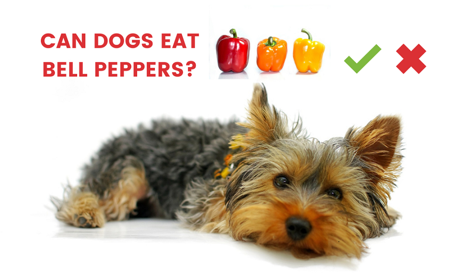 are yellow peppers good for dogs