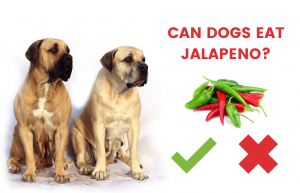 can dogs eat jalapeno or not