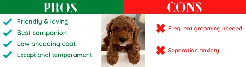 cavapoochon pros and cons