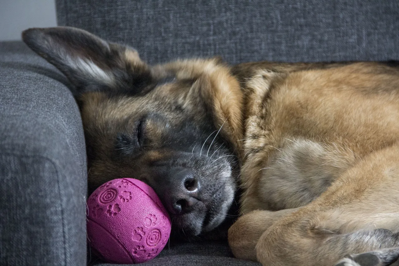 german shepherd