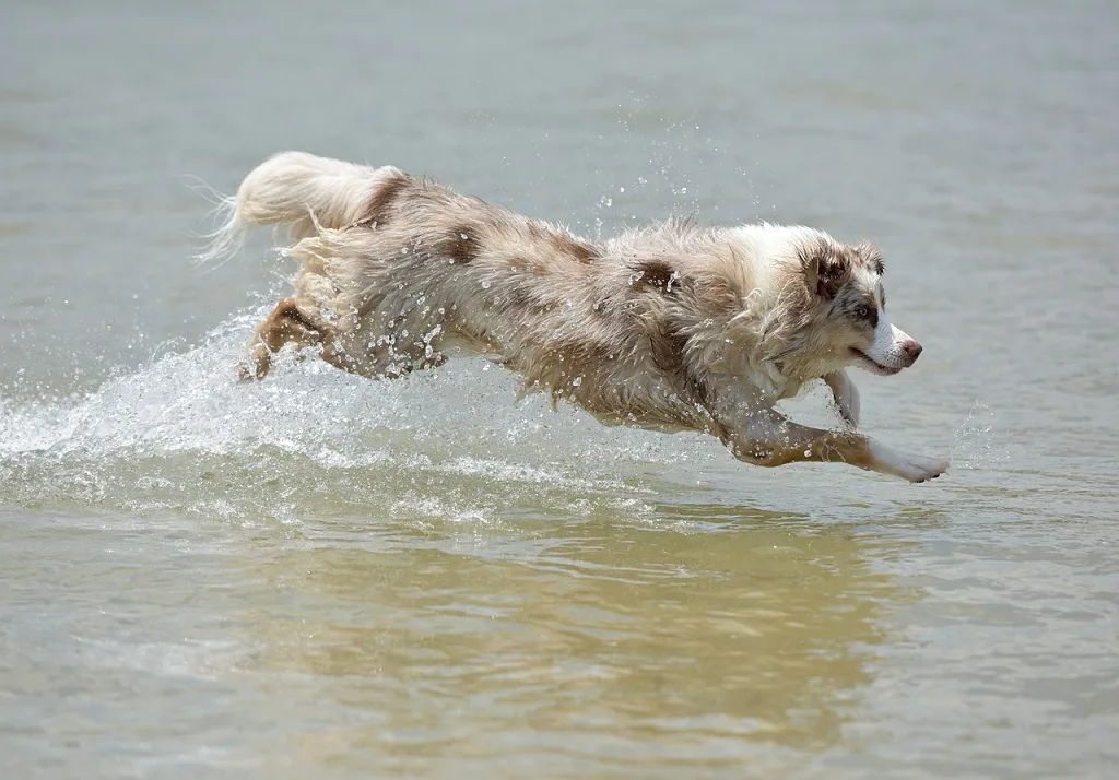 australian shepherd names