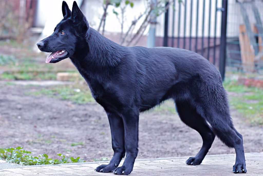 lycan shepherd dog breed