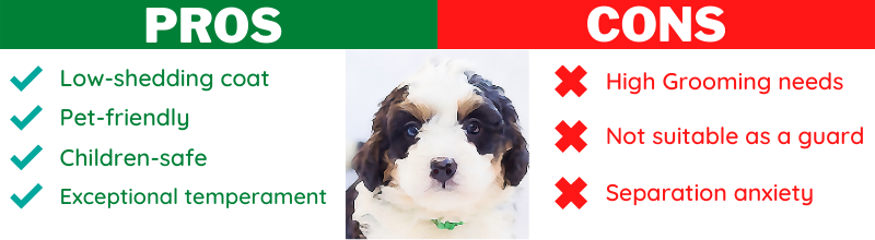 bernedoodle positive and negative traits