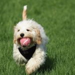 Cavoodle breeders australia