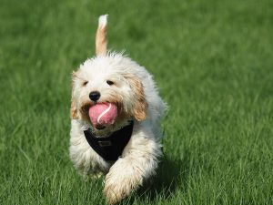 Cavoodle breeders australia