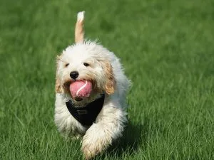 Cavoodle breeders australia