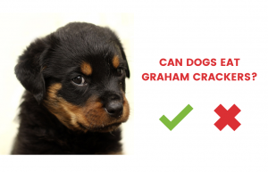 can dogs eat graham crackers