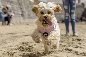 Cavapoochon temperament