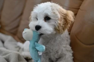 cavapoochon breeders