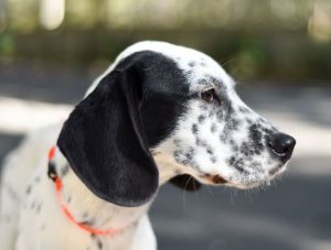 great dane dalmatian mix