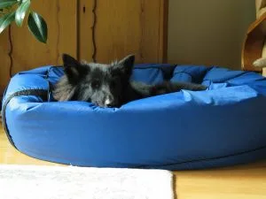 dog Arthritis joint pain