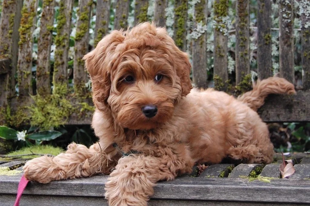 Australian cobberdog