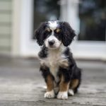Bernedoodle Breeders Utah