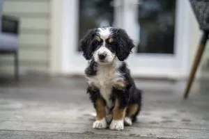 Bernedoodle Breeders Utah