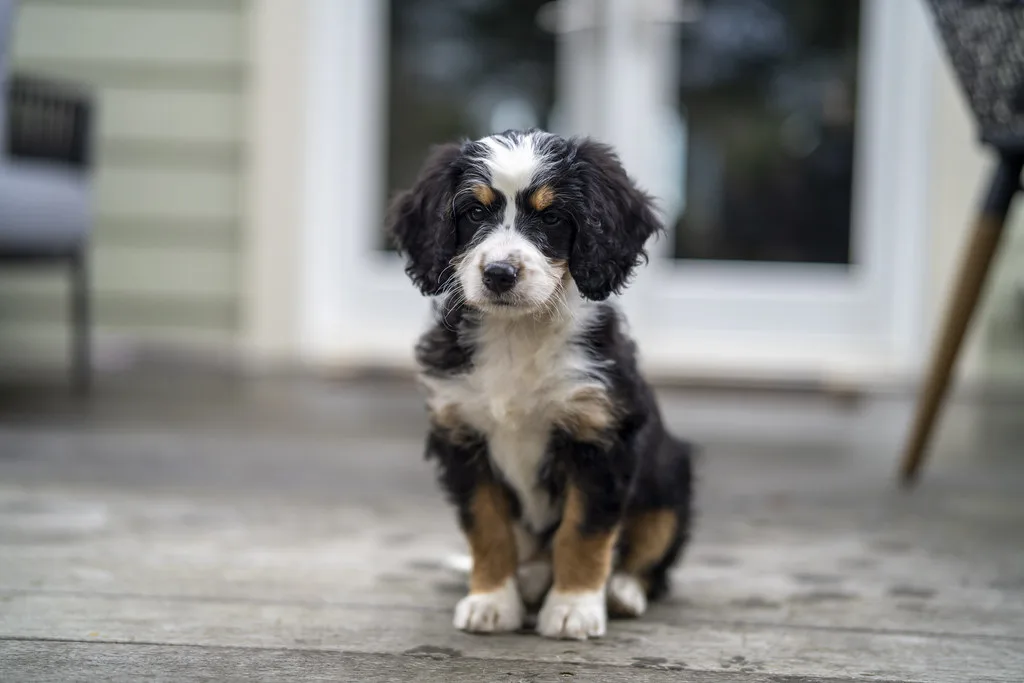 Bernedoodle Breeders Utah